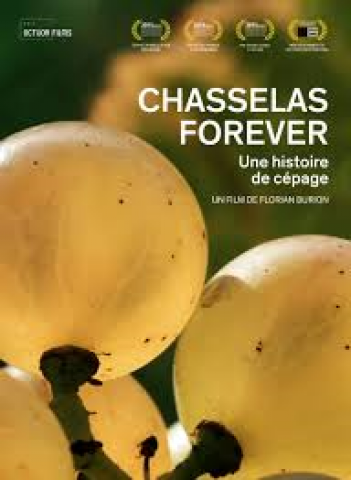 Affiche Chasselas Forever (Une histoire de cépage)
